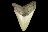 Serrated, Fossil Megalodon Tooth - North Carolina #147483-1